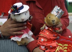 animal-factbook:  The royal wedding between prince Paddington