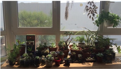 faeihry:  someone asked to post a picture of my plants so here