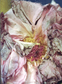 opaqueglitter:  Flowers by Florian Joye & Florence Tétier