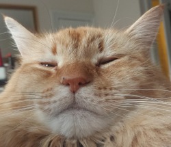 unflatteringcatselfies:  This is Sigh he is an old man and actual