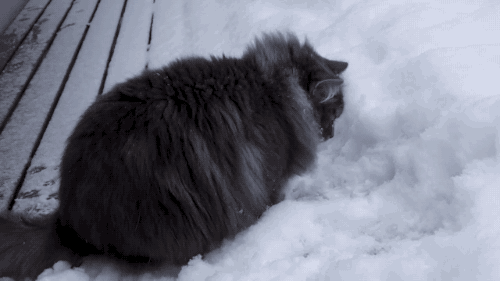 tastefullyoffensive:  Video:Â Big Fluffy Cat is Obsessed With Snow 