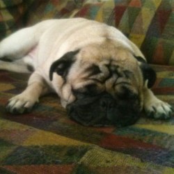 Chantz recovering from surgery. Such a sleepy #good boy #pugs