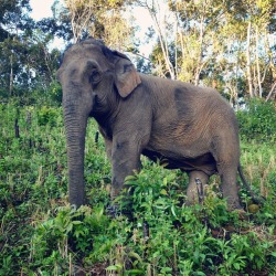 bananasandlattes:  remember that time i lived with elephants