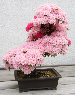 sybil-howlett:  art-tension:  The Most Beautiful Bonsai Trees