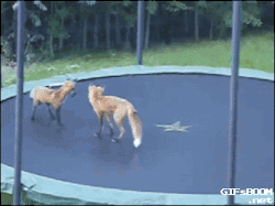 gifsboom:  Foxes jumping on a trampoline.