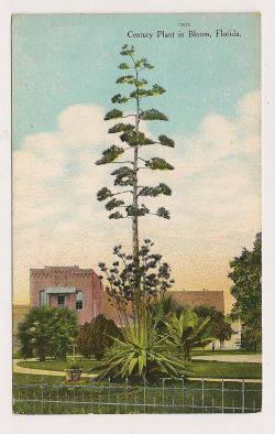 oldflorida:  Century Plant in Bloom, Florida