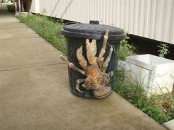 cosbyykidd:  itslaroneppl:  thechanelmuse:  Giant Invasive Crab