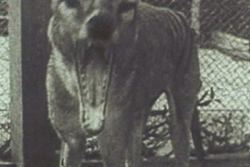 rhamphotheca:  Fresh Bid to Find Tasmanian Tiger by Lucy Shannon