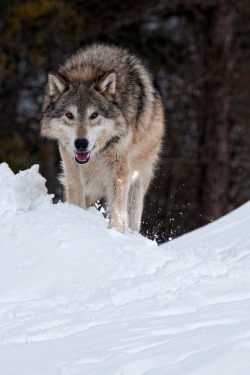 beautiful-wildlife:  Wolf by Anita Erdmann 