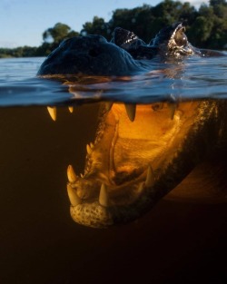 geographicwild:. Smile!  Photo by @mikeharterink Alligator. #nature
