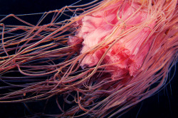 mexicanist:  Cyanea capillata — the Lion’s Mane jelly. 