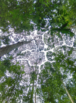 bobbycaputo:   The Phenomenon Of “Crown Shyness” Where Trees