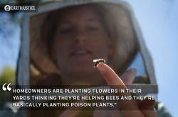  #SAVETHEBEES GARDENERS BEWARE: Many of the plants you buy at