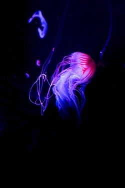 jellyfishtimes:  Cool jellyfish (by gstreech) 
