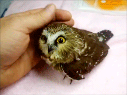 triforcefox:  LOOK AT ALL THE LOVE WITHIN THAT TINY OWL 