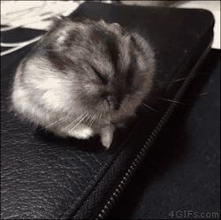 cute-overload:  Falling asleep on the job.http://cute-overload.tumblr.com