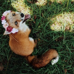 forestsandfoxes:  sundancethefox:  Little flower  Oh my gosh