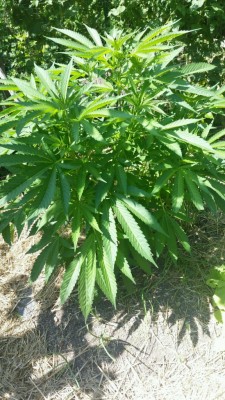 warrenthestrain:  herb marijuana cannabis  pot kush weed ganjastrain