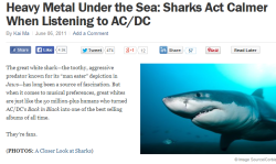 trynottodrown:     bumbleshark:   According to Australian news