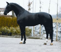 doublebridle:  ♞ Dressage Stallions I Love  ↳ Negro (1995,