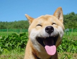 peachine:what a happy pup 