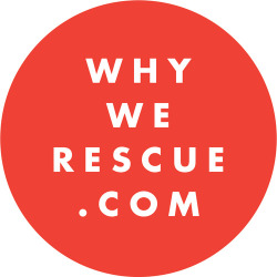 maddieonthings:  www.whywerescue.com Hey! I want to tell your