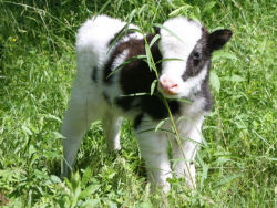 sweetthang9635:  ❤️❤️❤️   Aww what a cute calf 