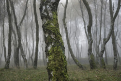 owls-n-elderberries:   	Birch bark by Andrew Kearton    	Via