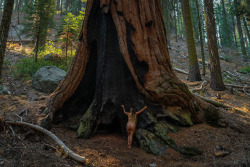 openbooks:  “Treehugger 6″Ari in Sequoia National Park, CA.
