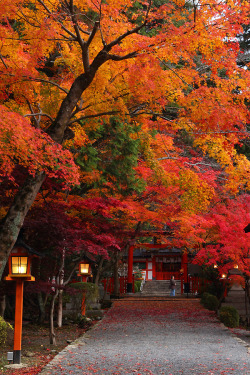 daitao:  by U-92SAN 