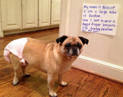 pr1nceshawn:  “Bad Dogs"  - Owners using signs to