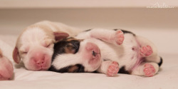 awwww-cute:  Beagle puppy foots 