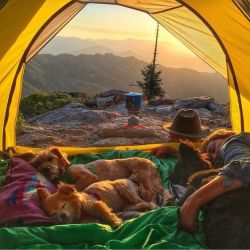 theadventurouslife4us:    Camping With Dogs  