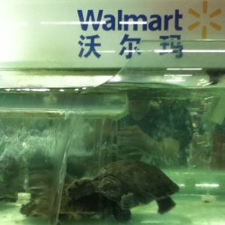 Wal-Mart sells turtles that you can eat. Yummy. #turtles #wtfchina