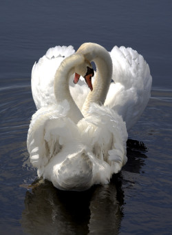 earthandanimals:   Swans in Love   Photo by Klaus Lang    