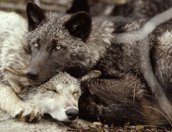 digital-femme:  Gray wolves | Photography: Jim and Jamie Dutcher