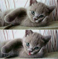 Posing like….. #heybaby #havealick #meow #adoptdontshop