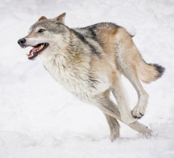 Stop Killing Wolves!