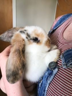 lavendugh:  Meet pumpkin! 🎃♥️🐹