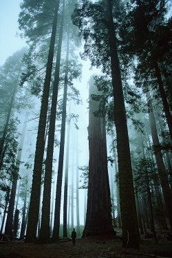 wonderous-world:Sequoia National Park, California, United States