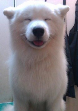 awwww-cute:  So fluff. Much happy (Source: http://ift.tt/1Rek1O3)