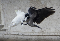 childmagazine:   A black crow attacks one of the Pope’s white