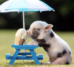 awwww-cute:  A tiny pig eating an ice cream on a tiny bench under