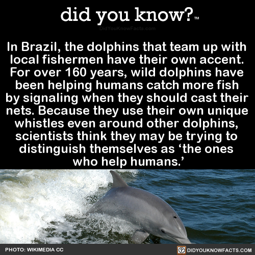 did-you-know:  In Brazil, the dolphins that team up with local