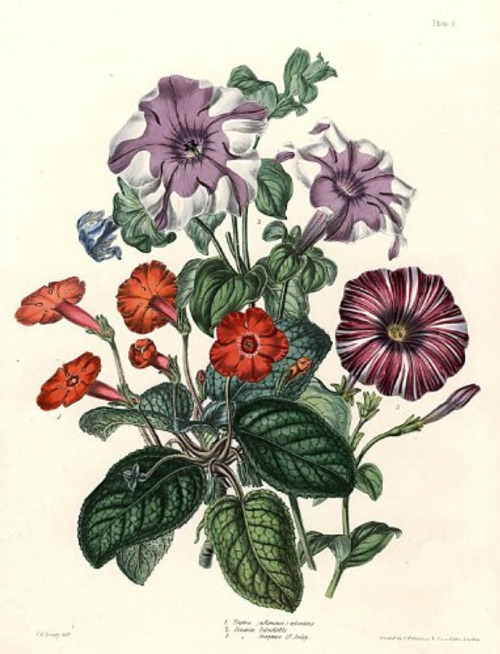 heaveninawildflower: Mixed bouquet of flowers by  Charlotte Caroline