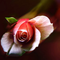blooms-and-shrooms:  The Lost Rose by Ph0t0-girl 