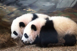 giantpandaphotos:  Twins Mei Lun (front) and Mei Huan at Zoo