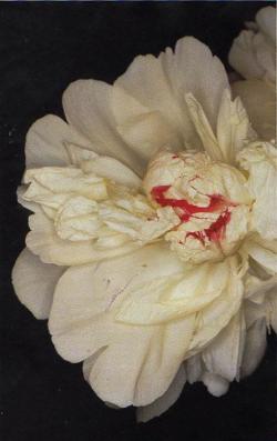 jinxproof:  Sensual Flower (1997)ph. Nobuyoshi Araki 