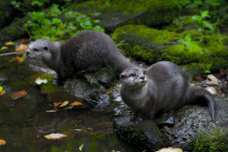 ifuckingloveotters:  Otters (by Matt Cunnelly) 