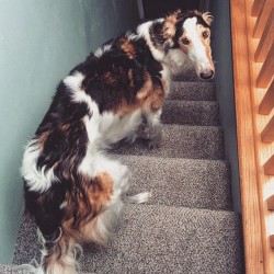 kufurbabies:  “Hey mom, i thought we were going downstairs.